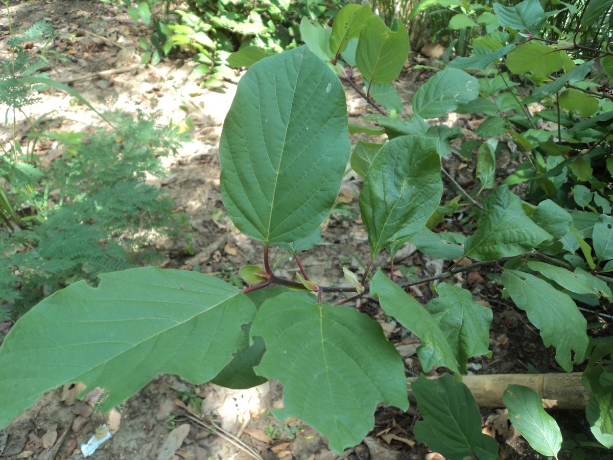 Mitragyna parvifolia (Roxb.) Korth.